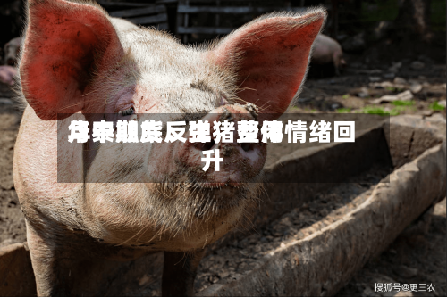 华泰期货：生猪费用月中触底反弹	，整体情绪回升-第2张图片