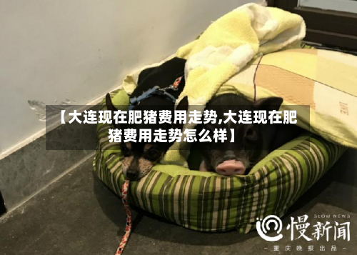 【大连现在肥猪费用走势,大连现在肥猪费用走势怎么样】