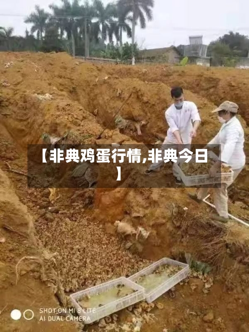 【非典鸡蛋行情,非典今日】