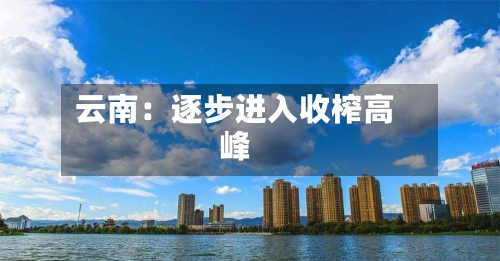 云南：逐步进入收榨高峰-第3张图片