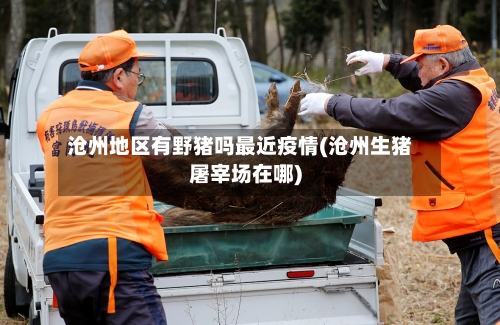 沧州地区有野猪吗最近疫情(沧州生猪屠宰场在哪)
