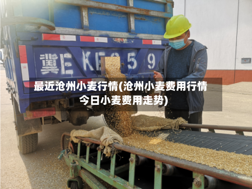 最近沧州小麦行情(沧州小麦费用行情今日小麦费用走势)-第2张图片
