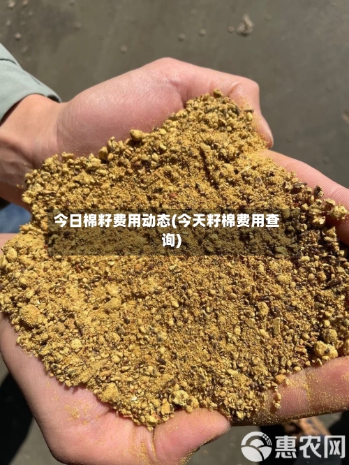 今日棉籽费用动态(今天籽棉费用查询)-第3张图片