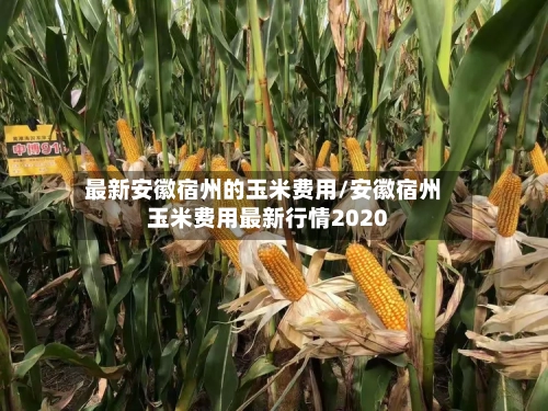 最新安徽宿州的玉米费用/安徽宿州玉米费用最新行情2020