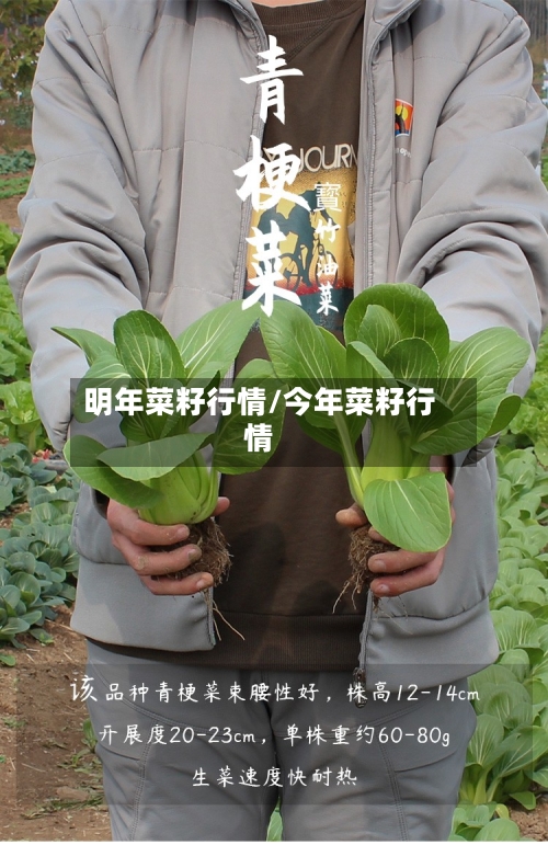 明年菜籽行情/今年菜籽行情