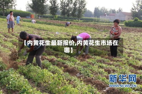 【内黄花生最新报价,内黄花生市场在哪】